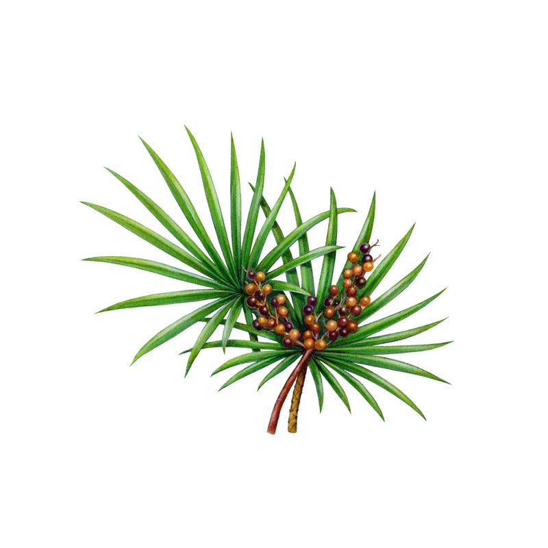 Life Extension, piece of saw palmetto plant, in center of image, with spikey dark green leaves nd brown balls on inside on white background